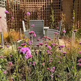 Purple verbena and grasses beside a seating area